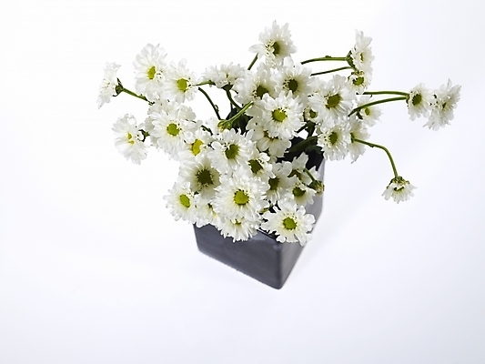 포토 JPG 식물 꽃 여러송이 백그라운드 국화 누끼 사람없음 꽃병 흰색 꽃꽂이 소국 한다발 국내포토 컬러 다수 원예 파일형식