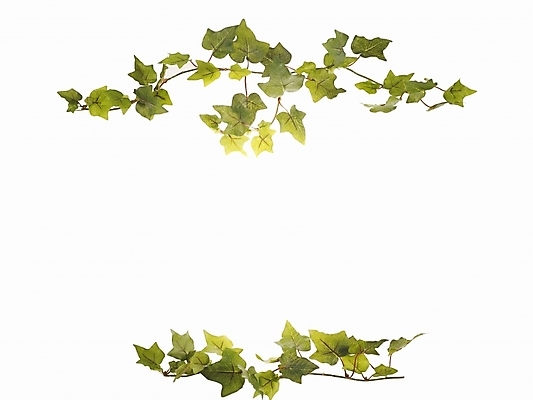 포토 JPG 식물 백그라운드 잎 프레임 틀 누끼 사람없음 장식 아이비 국내포토 파일형식