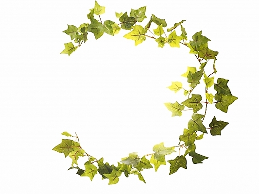 포토 JPG 식물 백그라운드 잎 프레임 틀 누끼 사람없음 장식 원형 아이비 원형프레임 국내포토 도형 파일형식