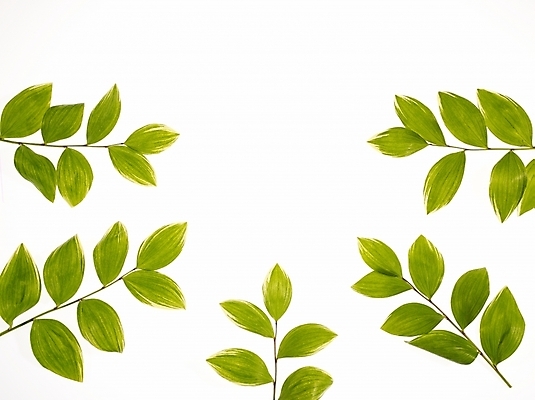 포토 JPG 식물 백그라운드 잎 프레임 틀 누끼 사람없음 장식 국내포토 파일형식