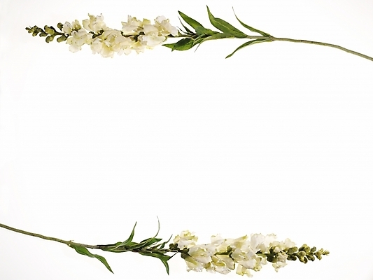 포토 JPG 식물 꽃 백그라운드 프레임 틀 누끼 사람없음 장식 흰색 두송이 국내포토 컬러 2 파일형식