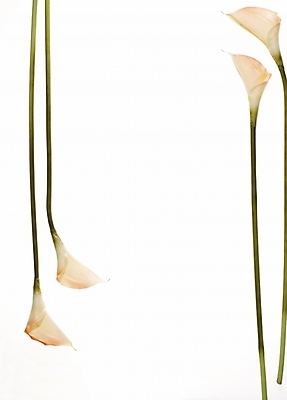 포토 JPG 식물 꽃 여러송이 백그라운드 프레임 틀 누끼 사람없음 장식 카라 국내포토 다수 파일형식