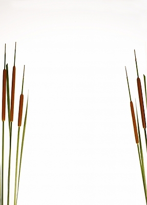 포토 JPG 식물 여러송이 백그라운드 프레임 틀 누끼 사람없음 장식 부들 국내포토 다수 파일형식