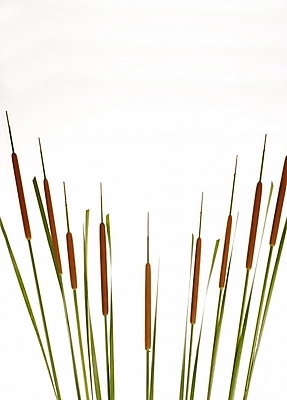 포토 JPG 식물 여러송이 백그라운드 프레임 틀 누끼 사람없음 장식 부들 국내포토 다수 파일형식