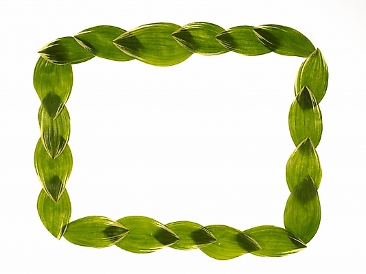 포토 JPG 식물 백그라운드 잎 사각프레임 프레임 틀 누끼 사람없음 장식 사각형 국내포토 도형 파일형식