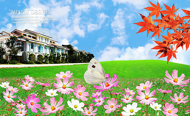 PSD 구름 편집 편집이미지 사계절 계절 꽃 길 나비 곤충 백그라운드 단풍 자연 하늘 주택 풍경 초원 사람없음 가을 디지털합성 코스모스 합성 콘도 이미지편집 자연요소 식물 동물 잎 숙소 건물 생태계 파일형식