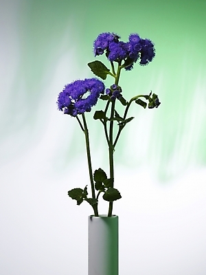 포토 JPG 식물 꽃 컬러 여러송이 실내 근접촬영 사람없음 장식 세로 꽃병 보라색 스타치스 스타티스 국내포토 뷰포인트 다수 내부 파일형식