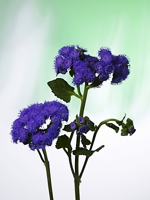 포토 JPG 식물 꽃 컬러 여러송이 실내 근접촬영 사람없음 장식 세로 꽃병 보라색 스타치스 스타티스 국내포토 뷰포인트 다수 내부 파일형식