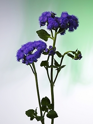 포토 JPG 식물 꽃 컬러 여러송이 실내 근접촬영 사람없음 장식 세로 꽃병 보라색 스타치스 스타티스 국내포토 뷰포인트 다수 내부 파일형식