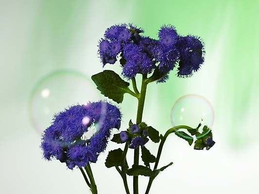 포토 JPG 식물 꽃 컬러 여러송이 실내 근접촬영 사람없음 장식 가로 보라색 물방울 비눗방울 스타치스 스타티스 국내포토 뷰포인트 다수 내부 파일형식