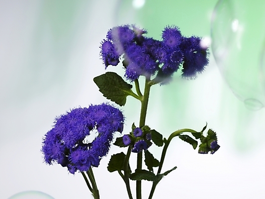 포토 JPG 식물 꽃 컬러 여러송이 실내 근접촬영 사람없음 장식 가로 보라색 물방울 비눗방울 스타치스 스타티스 국내포토 뷰포인트 다수 내부 파일형식