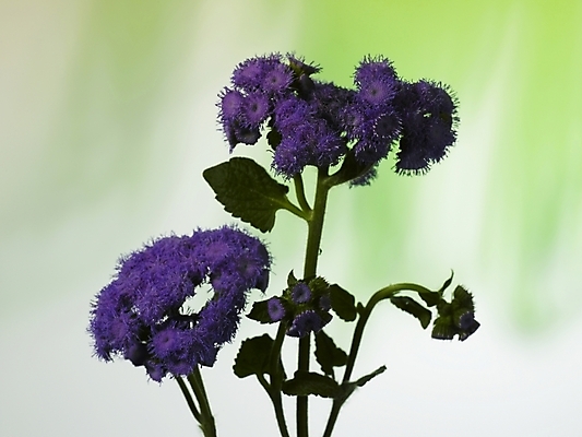 포토 JPG 식물 꽃 컬러 여러송이 실내 근접촬영 사람없음 장식 가로 보라색 스타치스 스타티스 국내포토 뷰포인트 다수 내부 파일형식