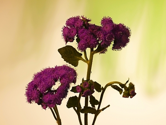 포토 JPG 식물 꽃 컬러 여러송이 실내 근접촬영 사람없음 장식 가로 보라색 스타치스 스타티스 국내포토 뷰포인트 다수 내부 파일형식