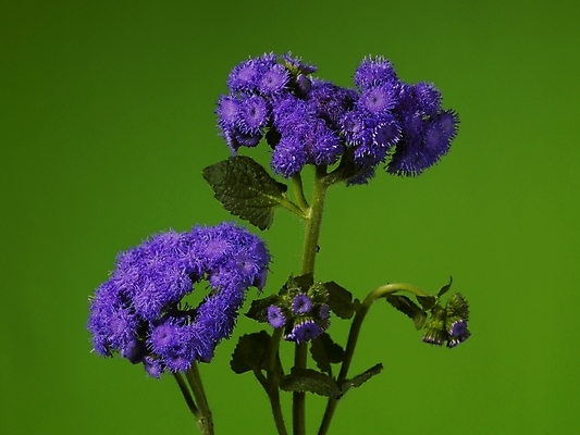 포토 JPG 식물 꽃 컬러 여러송이 실내 근접촬영 사람없음 장식 가로 초록색 보라색 녹색배경 스타치스 스타티스 국내포토 뷰포인트 다수 백그라운드 내부 파일형식