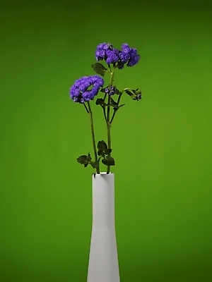 포토 JPG 식물 꽃 컬러 여러송이 실내 근접촬영 사람없음 장식 세로 초록색 꽃병 보라색 녹색배경 스타치스 스타티스 국내포토 뷰포인트 다수 백그라운드 내부 파일형식