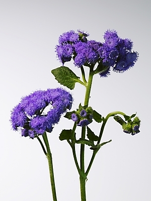 포토 JPG 식물 꽃 컬러 여러송이 실내 근접촬영 사람없음 장식 가로 보라색 스타치스 스타티스 국내포토 뷰포인트 다수 내부 파일형식