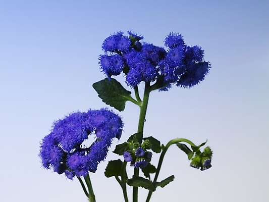 포토 JPG 식물 꽃 컬러 여러송이 실내 근접촬영 사람없음 장식 가로 보라색 스타치스 스타티스 국내포토 뷰포인트 다수 내부 파일형식