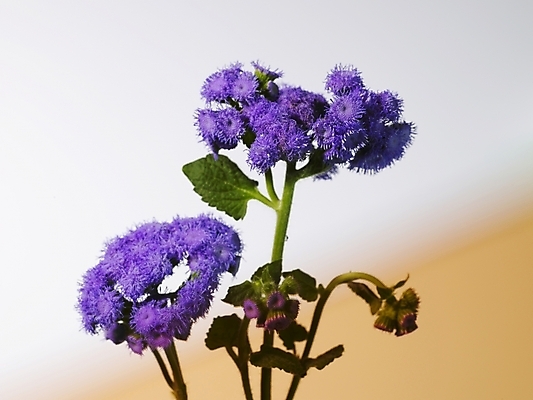 포토 JPG 식물 꽃 컬러 여러송이 실내 근접촬영 사람없음 가로 보라색 스타치스 스타티스 국내포토 뷰포인트 다수 내부 파일형식