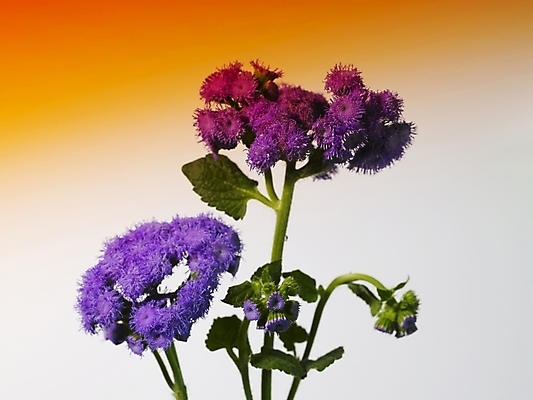 포토 JPG 식물 꽃 컬러 여러송이 실내 근접촬영 사람없음 가로 보라색 스타치스 스타티스 국내포토 뷰포인트 다수 내부 파일형식