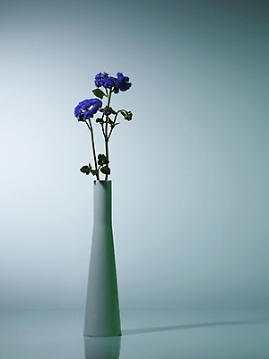 포토 JPG 식물 꽃 컬러 여러송이 실내 그림자 근접촬영 사람없음 세로 꽃병 보라색 스타치스 스타티스 국내포토 뷰포인트 다수 내부 파일형식