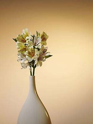 포토 JPG 식물 꽃 여러송이 실내 근접촬영 사람없음 세로 노란색 꽃병 백합 알스트로에메리아 국내포토 뷰포인트 컬러 다수 내부 파일형식