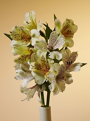 포토 JPG 식물 꽃 여러송이 실내 근접촬영 사람없음 세로 노란색 꽃병 백합 알스트로에메리아 국내포토 뷰포인트 컬러 다수 내부 파일형식