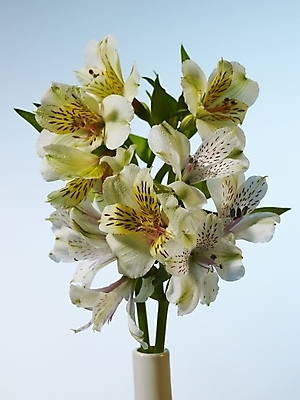 포토 JPG 식물 꽃 여러송이 실내 근접촬영 사람없음 세로 노란색 꽃병 백합 알스트로에메리아 국내포토 뷰포인트 컬러 다수 내부 파일형식