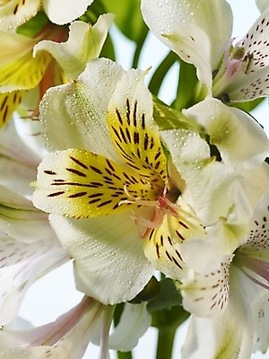 포토 JPG 식물 꽃 여러송이 실내 근접촬영 사람없음 세로 노란색 꽃병 백합 알스트로에메리아 국내포토 뷰포인트 컬러 다수 내부 파일형식