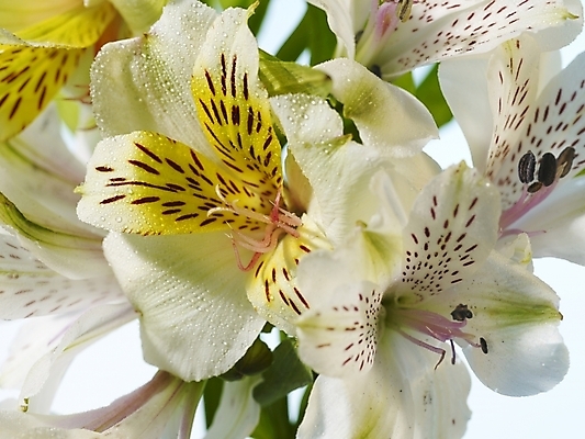 포토 JPG 식물 꽃 여러송이 실내 근접촬영 사람없음 가로 노란색 꽃병 백합 알스트로에메리아 국내포토 뷰포인트 컬러 다수 내부 파일형식