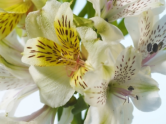 포토 JPG 식물 꽃 여러송이 실내 근접촬영 사람없음 가로 노란색 꽃병 백합 알스트로에메리아 국내포토 뷰포인트 컬러 다수 내부 파일형식