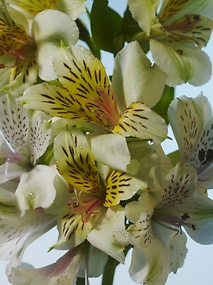 포토 JPG 식물 꽃 여러송이 실내 근접촬영 사람없음 세로 노란색 꽃병 백합 알스트로에메리아 국내포토 뷰포인트 컬러 다수 내부 파일형식