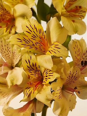 포토 JPG 식물 꽃 컬러 여러송이 실내 근접촬영 사람없음 세로 노란색 꽃병 백합 알스트로에메리아 국내포토 뷰포인트 다수 내부 파일형식