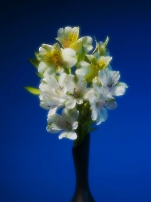 포토 JPG 식물 꽃 컬러 여러송이 실내 근접촬영 사람없음 세로 파란색 노란색 꽃병 소프트포커스 백합 파란배경 흐림 알스트로에메리아 국내포토 뷰포인트 다수 백그라운드 날씨 촬영기법 내부 파일형식