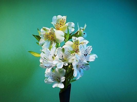 포토 JPG 식물 꽃 여러송이 실내 근접촬영 사람없음 가로 노란색 꽃병 백합 알스트로에메리아 국내포토 뷰포인트 컬러 다수 내부 파일형식