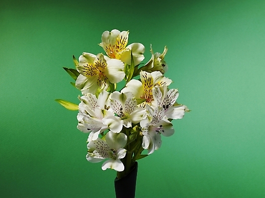 포토 JPG 식물 꽃 여러송이 실내 근접촬영 사람없음 가로 노란색 꽃병 백합 알스트로에메리아 국내포토 뷰포인트 컬러 다수 내부 파일형식