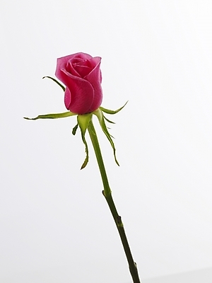 포토 JPG 식물 꽃 줄기 분홍색 한송이 실내 근접촬영 사람없음 빨간색 세로 장미 가시 국내포토 1 뷰포인트 컬러 내부 송이 파일형식