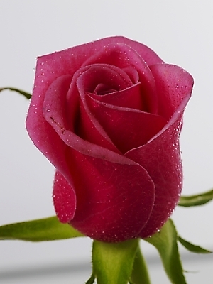 포토 JPG 식물 꽃 분홍색 한송이 실내 근접촬영 사람없음 빨간색 세로 장미 물방울 확대 이슬 국내포토 1 뷰포인트 컬러 내부 송이 파일형식