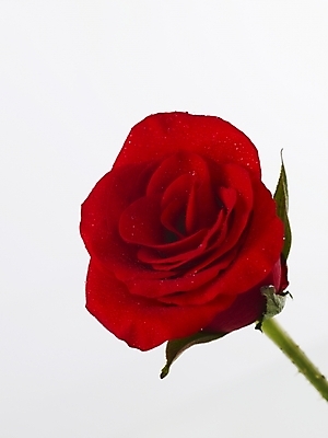 포토 JPG 식물 꽃 줄기 컬러 한송이 실내 근접촬영 사람없음 빨간색 세로 장미 국내포토 1 뷰포인트 내부 송이 파일형식