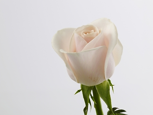 포토 JPG 식물 꽃 줄기 한송이 실내 근접촬영 사람없음 가로 장미 흰색 연분홍색 국내포토 1 뷰포인트 분홍색 컬러 내부 송이 파일형식