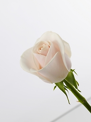 포토 JPG 식물 꽃 줄기 한송이 실내 근접촬영 사람없음 세로 장미 흰색 연분홍색 국내포토 1 뷰포인트 분홍색 컬러 내부 송이 파일형식