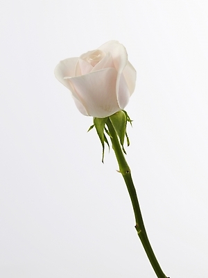 포토 JPG 식물 꽃 줄기 한송이 실내 근접촬영 사람없음 세로 장미 흰색 가시 연분홍색 국내포토 1 뷰포인트 분홍색 컬러 내부 송이 파일형식