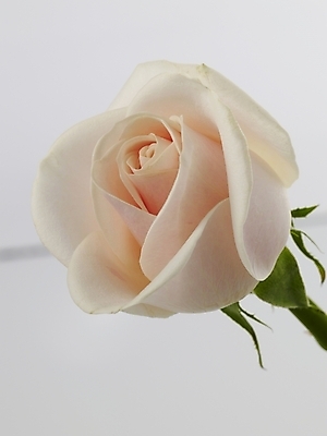 포토 JPG 식물 꽃 줄기 한송이 실내 근접촬영 사람없음 세로 장미 흰색 연분홍색 국내포토 1 뷰포인트 분홍색 컬러 내부 송이 파일형식