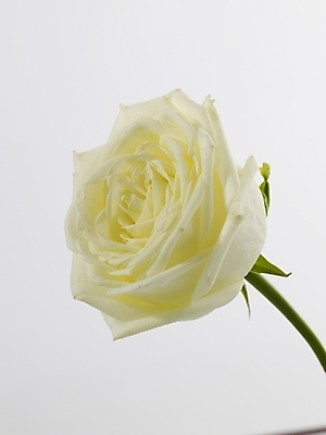 포토 JPG 식물 꽃 줄기 한송이 실내 근접촬영 사람없음 세로 장미 흰색 국내포토 1 뷰포인트 컬러 내부 송이 파일형식