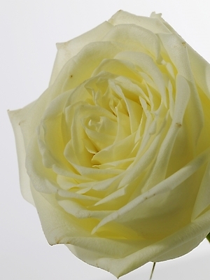 포토 JPG 식물 꽃 줄기 한송이 실내 근접촬영 사람없음 세로 장미 흰색 확대 국내포토 1 뷰포인트 컬러 내부 송이 파일형식