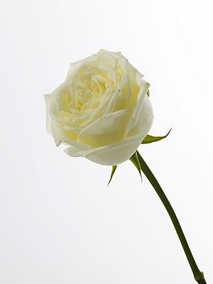 포토 JPG 식물 꽃 줄기 한송이 실내 근접촬영 사람없음 세로 장미 흰색 국내포토 1 뷰포인트 컬러 내부 송이 파일형식