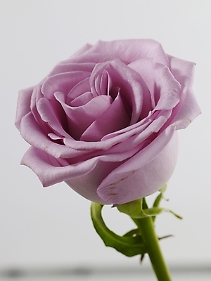 포토 JPG 식물 꽃 줄기 분홍색 컬러 한송이 실내 근접촬영 사람없음 세로 장미 국내포토 1 뷰포인트 내부 송이 파일형식