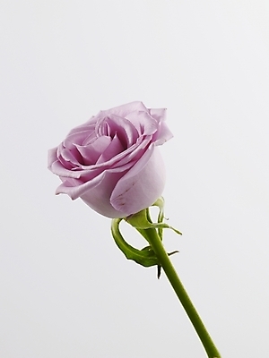 포토 JPG 식물 꽃 줄기 분홍색 컬러 한송이 실내 근접촬영 사람없음 세로 장미 국내포토 1 뷰포인트 내부 송이 파일형식