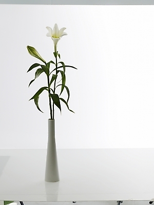 포토 JPG 식물 꽃 한송이 실내 근접촬영 사람없음 세로 꽃병 흰색 백합 국내포토 1 뷰포인트 컬러 내부 송이 파일형식