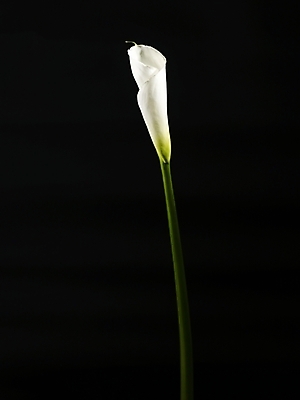 포토 JPG 스튜디오촬영 식물 꽃 한송이 실내 근접촬영 사람없음 세로 흰색 카라 국내포토 1 뷰포인트 컬러 내부 송이 파일형식