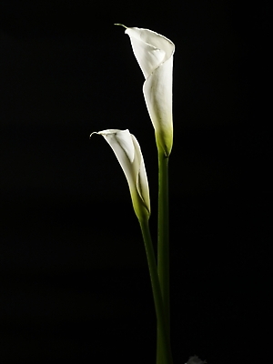 포토 JPG 스튜디오촬영 식물 꽃 실내 근접촬영 사람없음 세로 흰색 두송이 카라 국내포토 뷰포인트 컬러 2 내부 파일형식